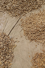 Different almond varieties on a tarp