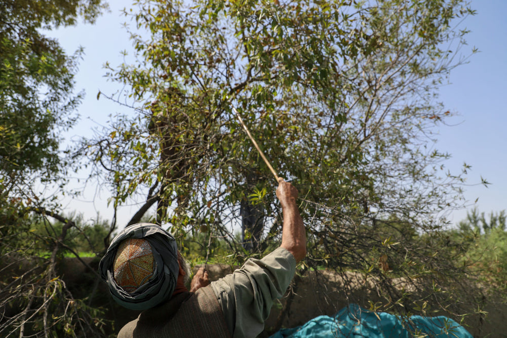 Afghan farmer uses a stick to harvest almonds
