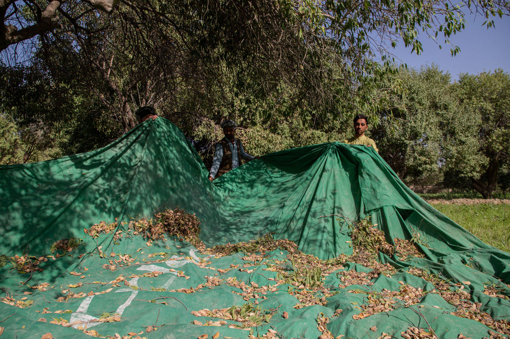Men hold a green tarp under almond tree
