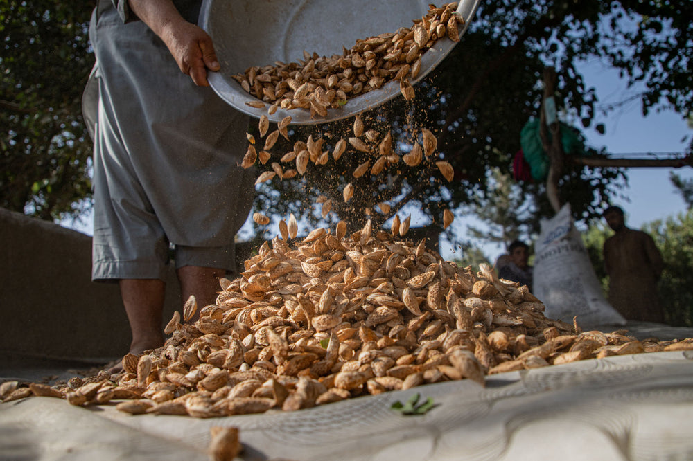 Afghan man pours almonds onto a sheet to dry after harvest