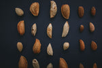 Almond varieties